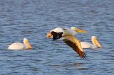 White Pelican In Flight_35535